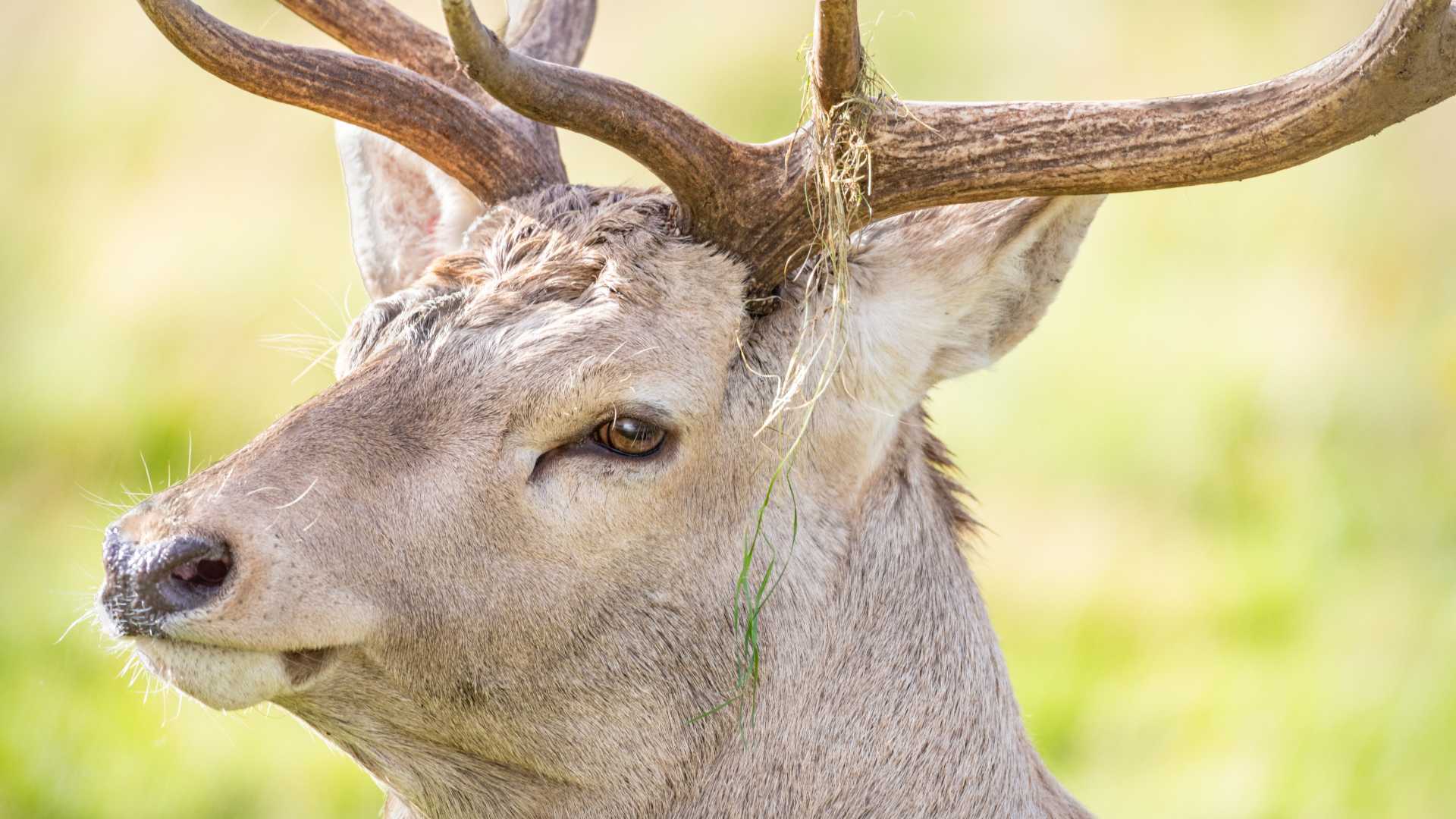 Visit Highland Wildlife Park